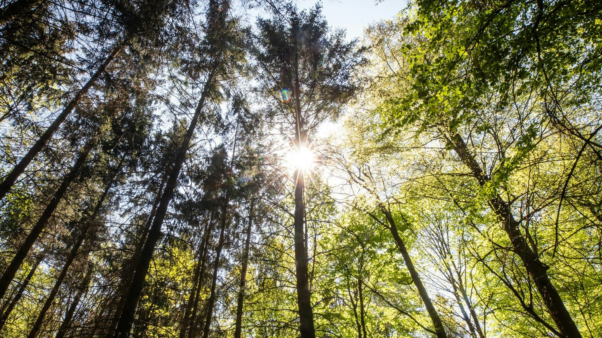 Besitzerinnen und Besitzer kleinerer Waldgebiete dürfen in der Gemeinde Nümbrecht auf eine Förderung bei der Wiederaufforstung hoffen.