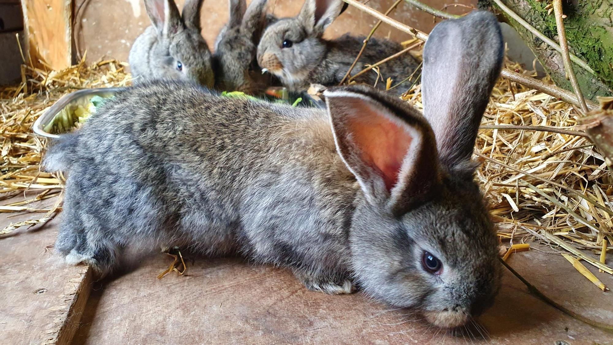 Nachwuchs_Kaninchen1
