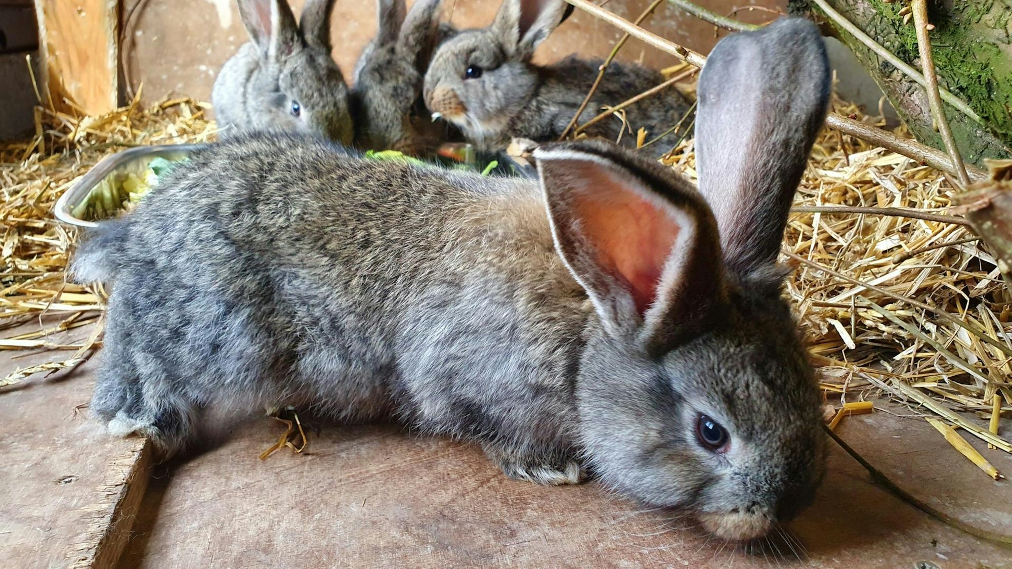 Nachwuchs_Kaninchen1