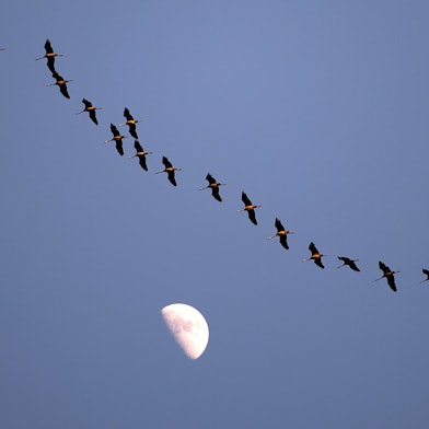 wildgänse am himmel mit mond