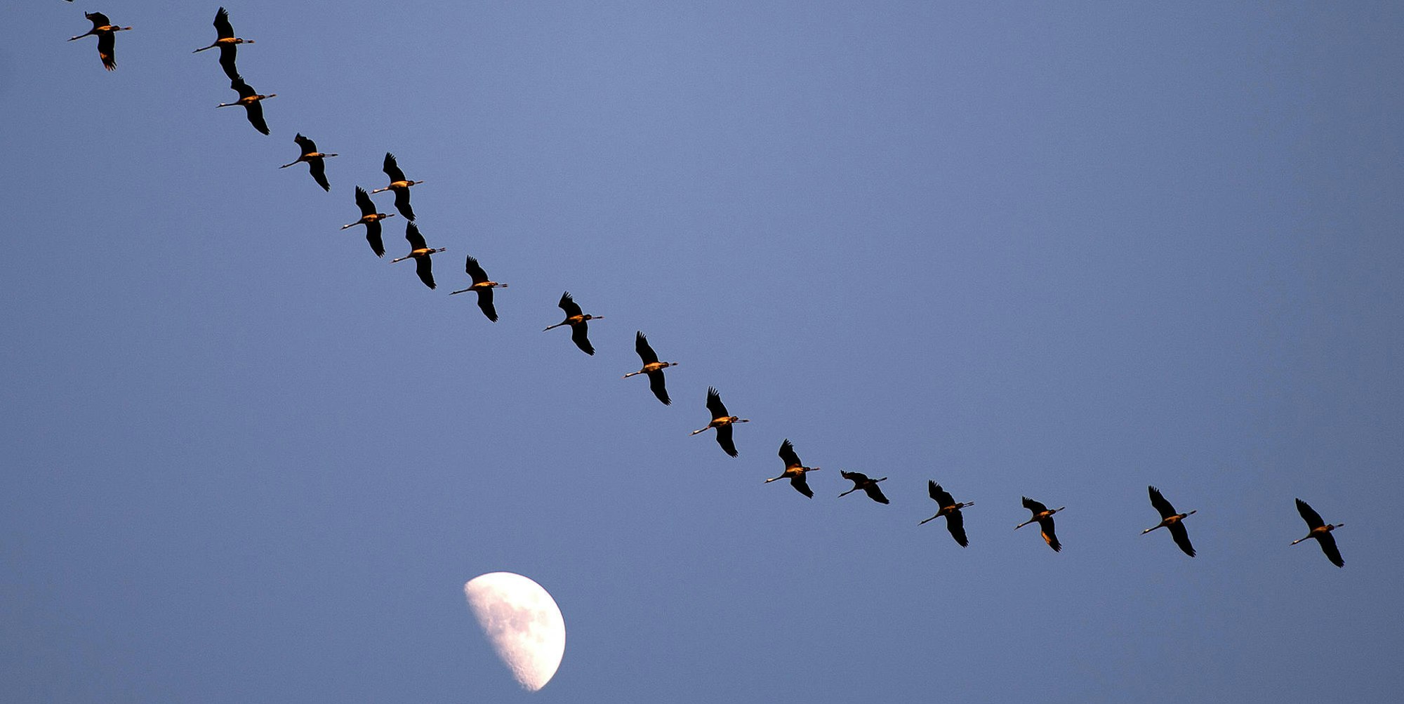 wildgänse am himmel mit mond