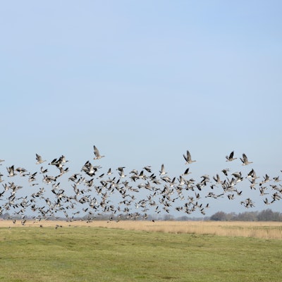 wildgänse bisslicher insel Thinkstock Carosch