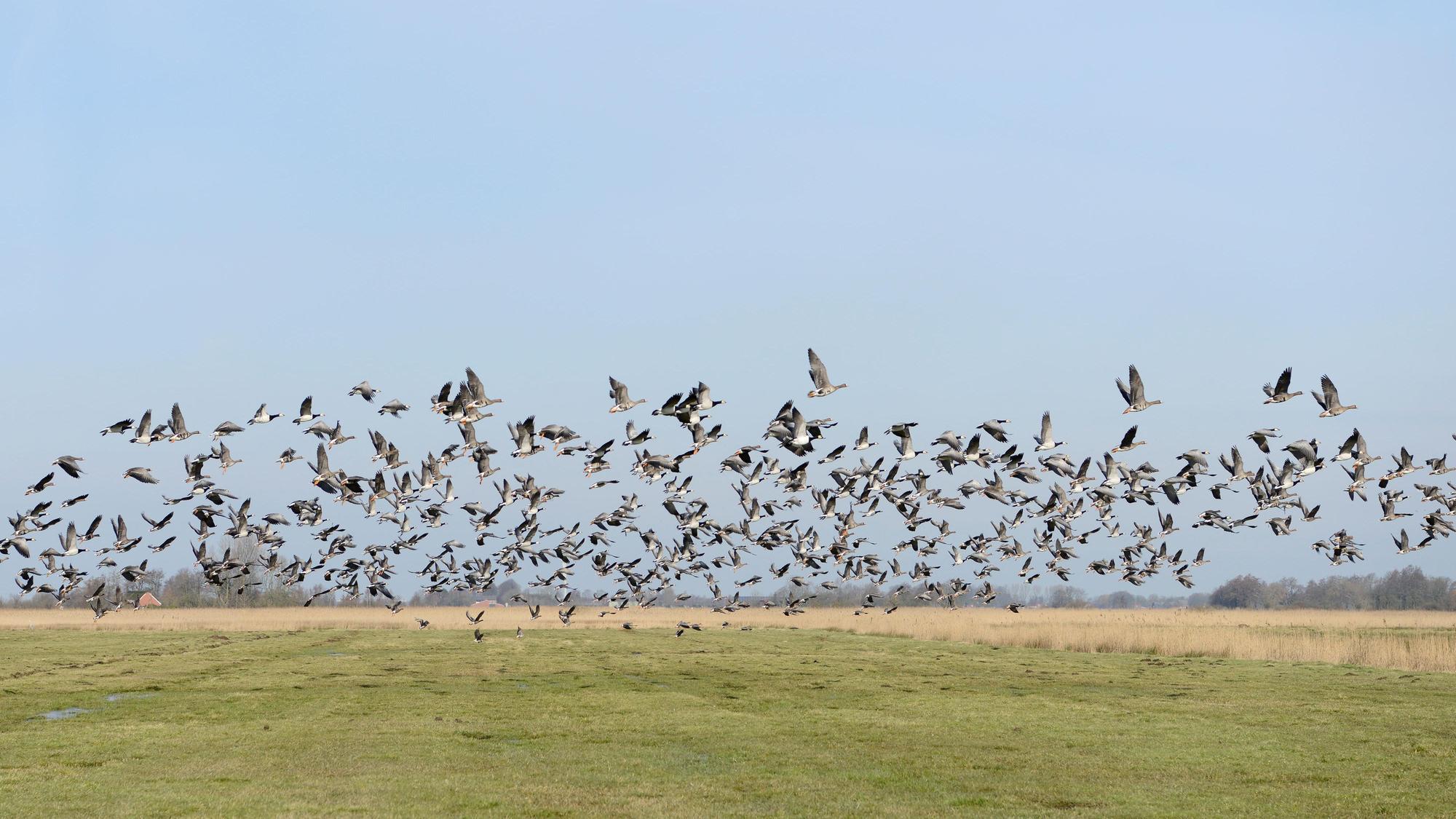 wildgänse bisslicher insel Thinkstock Carosch
