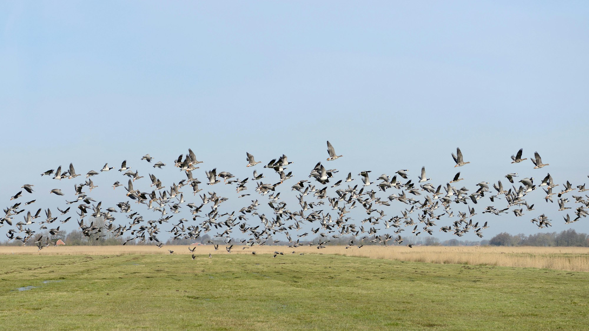 wildgänse bisslicher insel Thinkstock Carosch