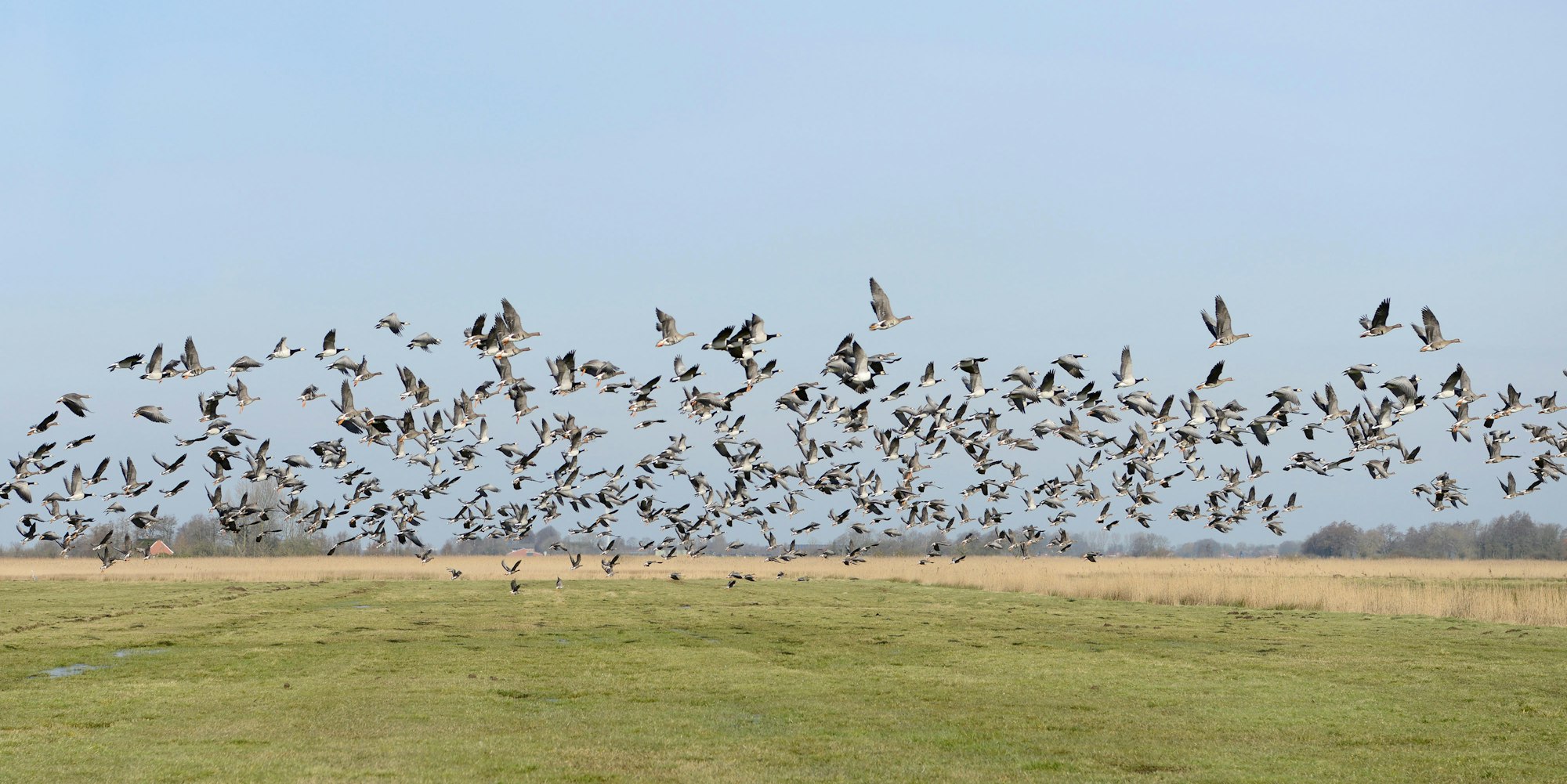 wildgänse bisslicher insel Thinkstock Carosch