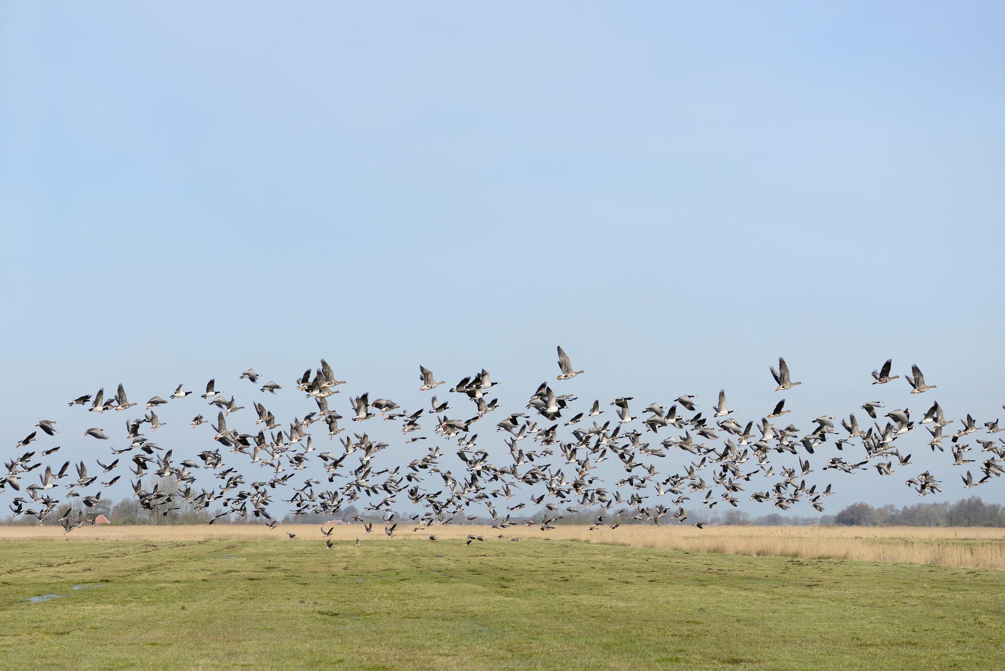 wildgänse bisslicher insel Thinkstock Carosch