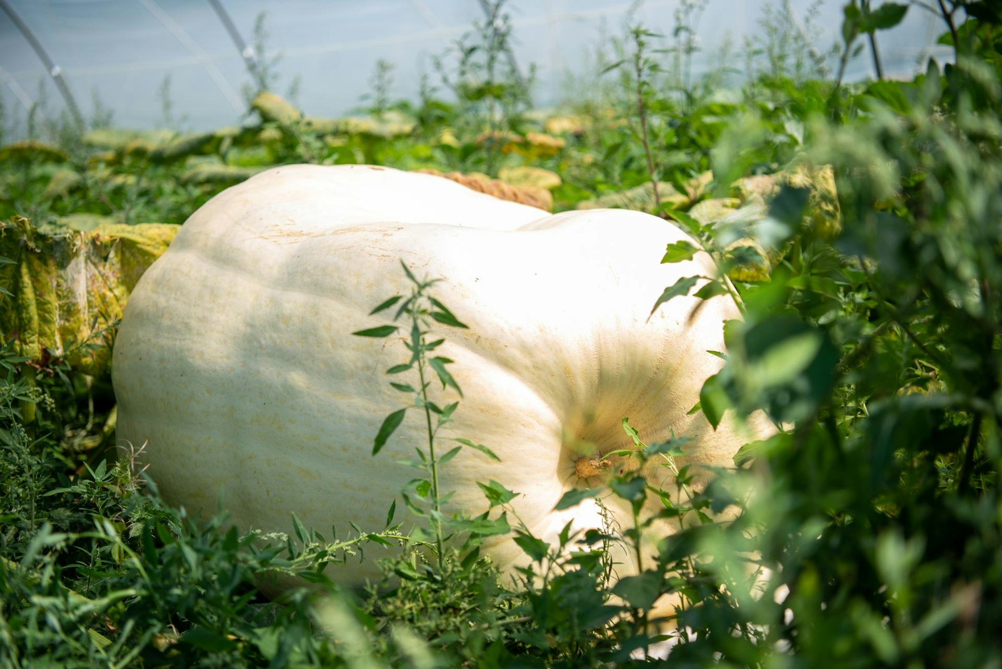 Riesenkürbisse Krewelshof Eifel