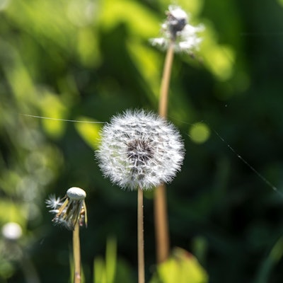 löwenzahn pusteblume