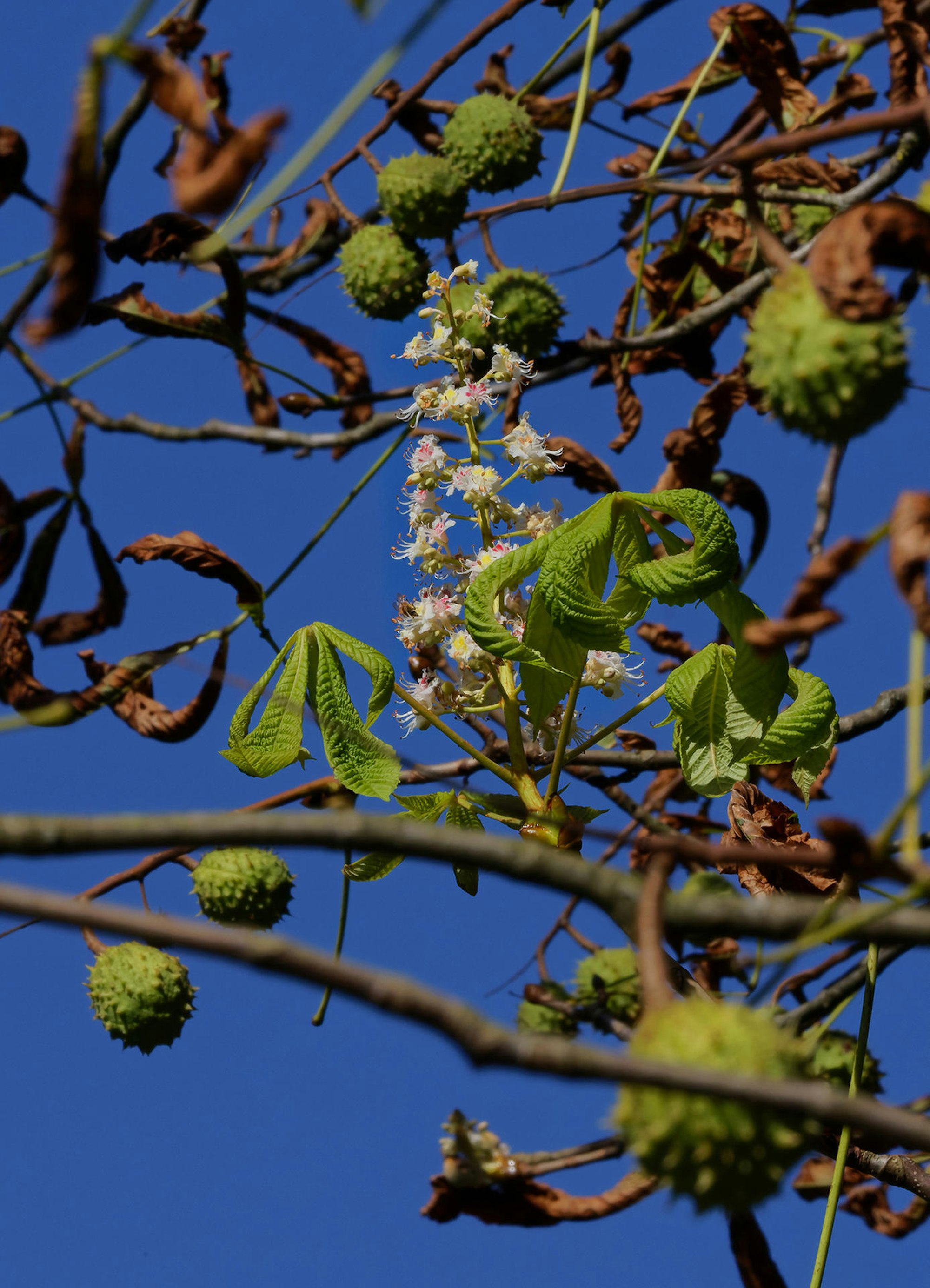 Kastanie Blüte Frucht 0B7A8325_DxO 13x18h