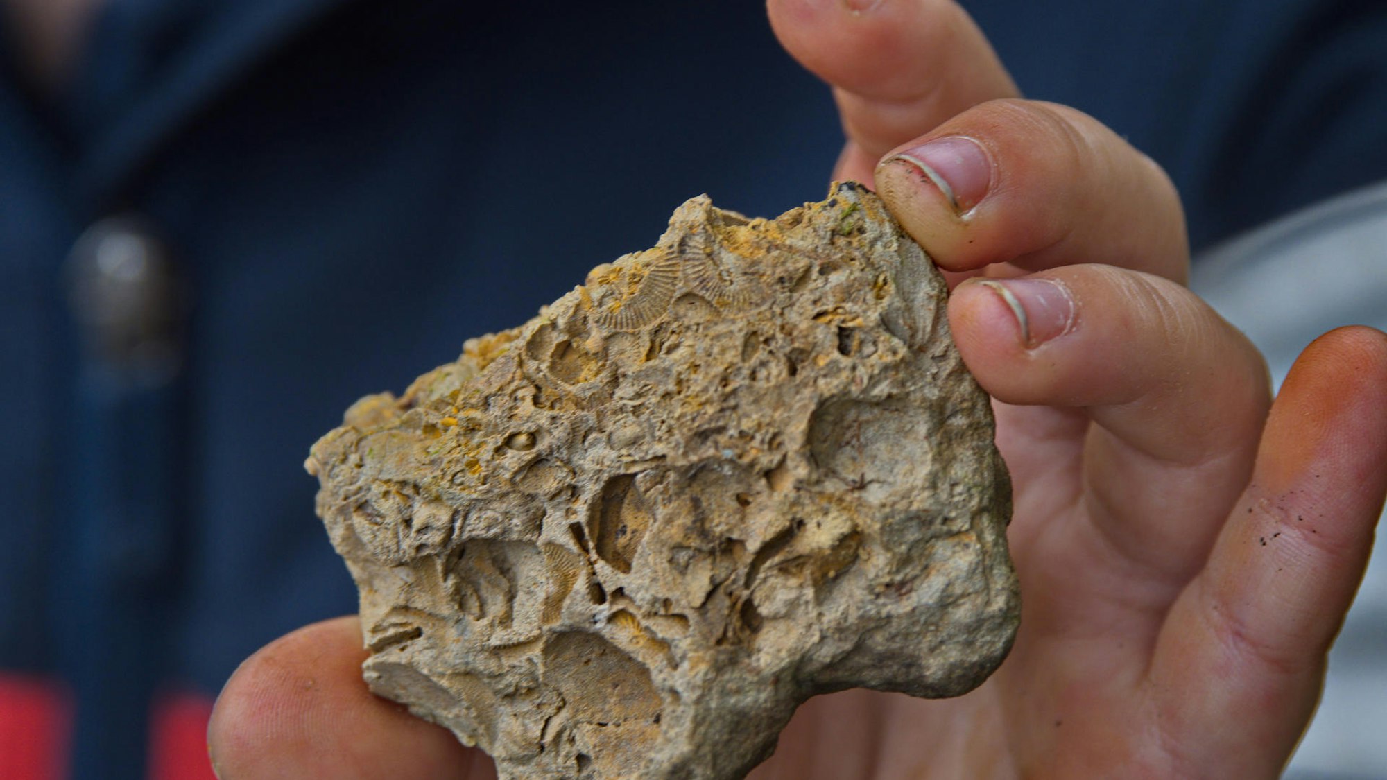 Korallen im Bergischen