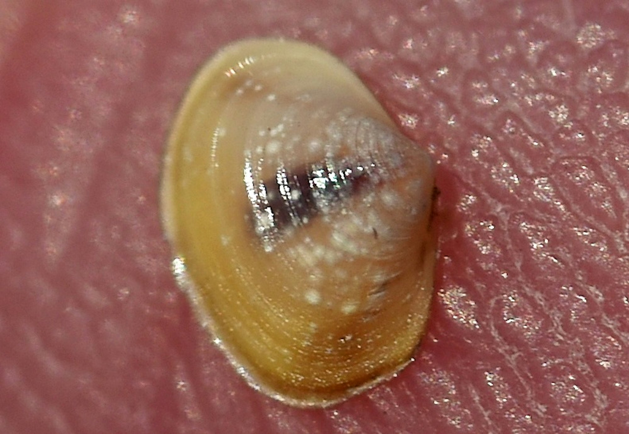 Babymuschel