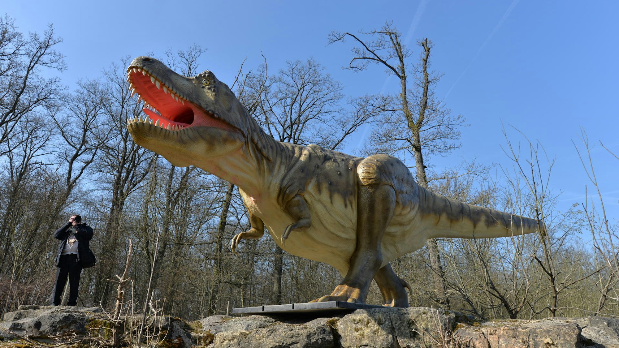 Das Modell eines Tyranusaurus Rex im Dinosaurierpark Teufelsschlucht in Ernzen.