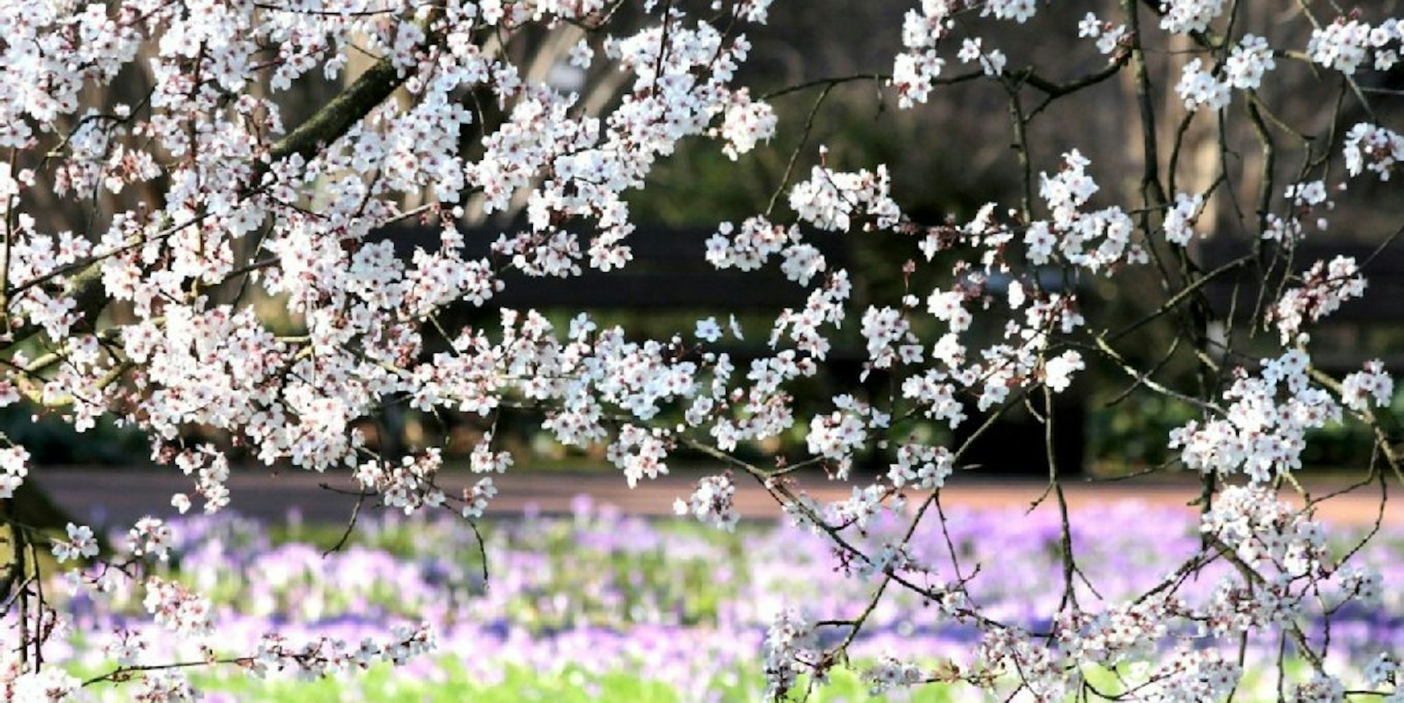 Frühlingsgefühle titelbild