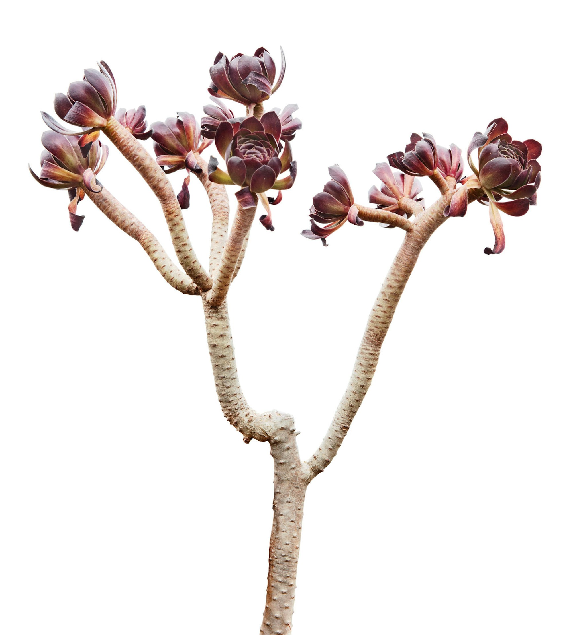 dickblatt-Thinkstock levkr