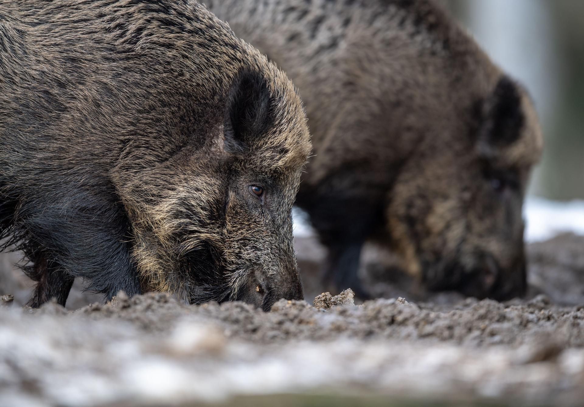 Wildschwein 171022