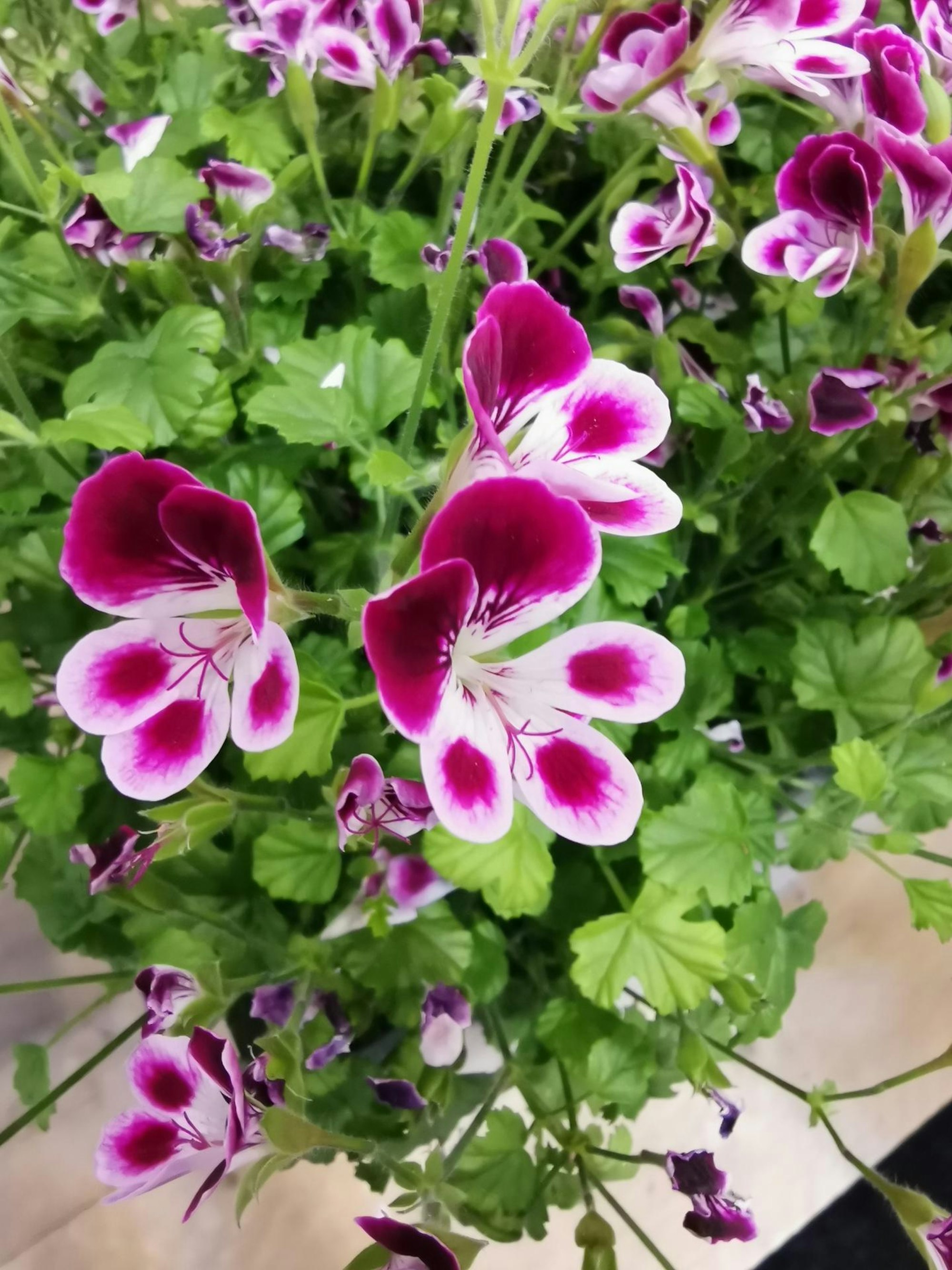 top geranie Ina Sperl Trends 2019