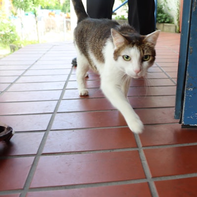 Hürth-Katze-Feuerwehr_004