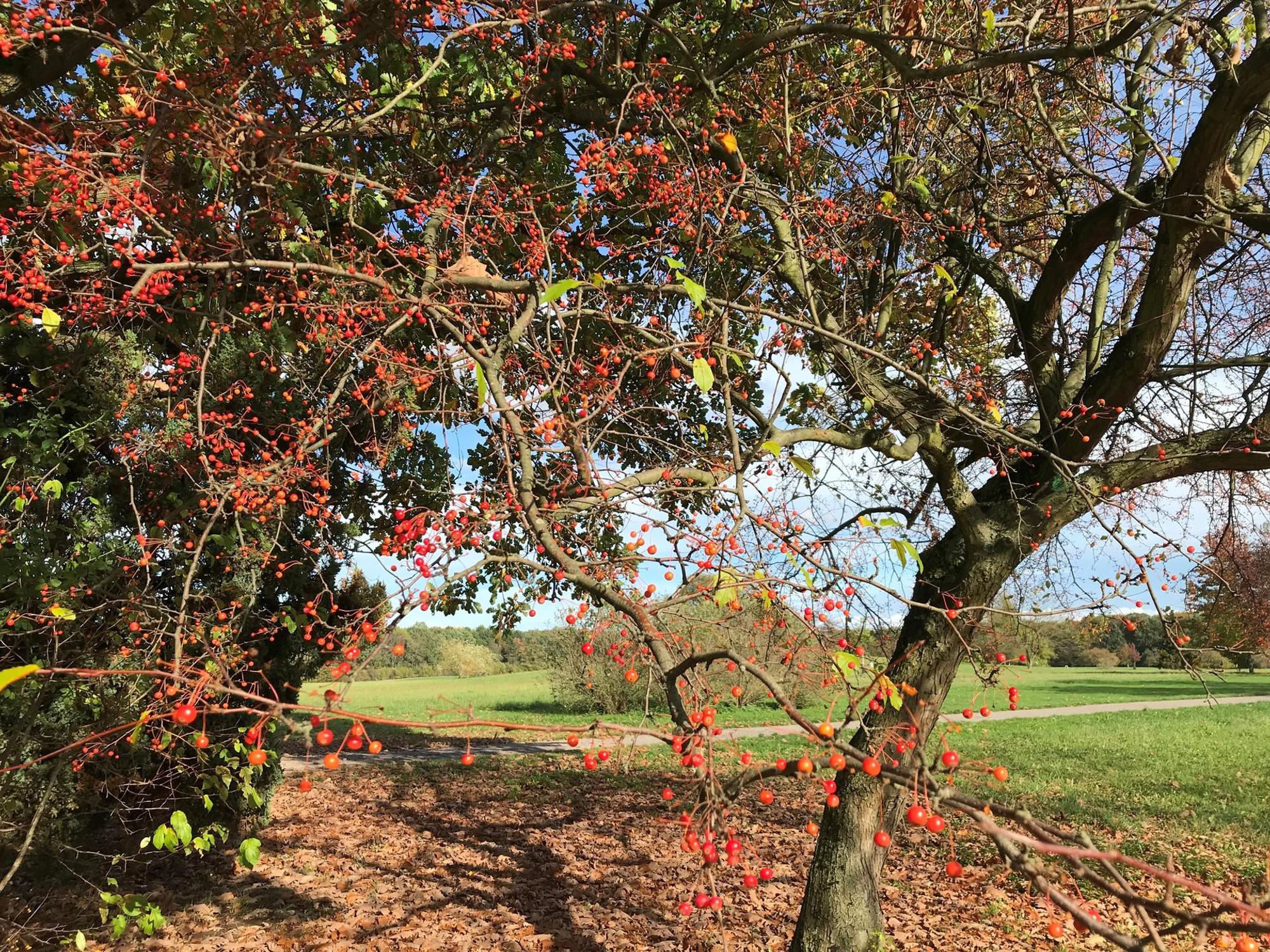 Herbstbaum Beeren Forstbotanischer Garten Reiche