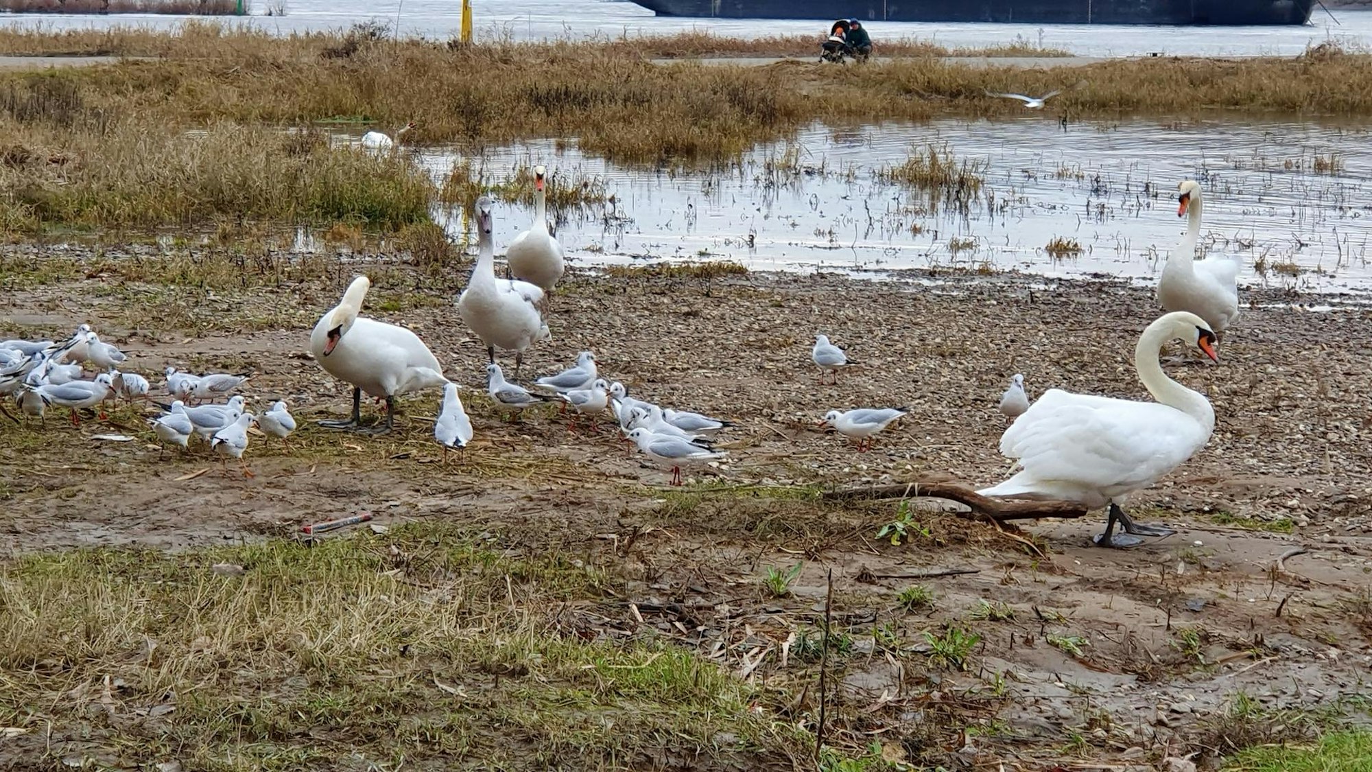sues Schwan 2b
