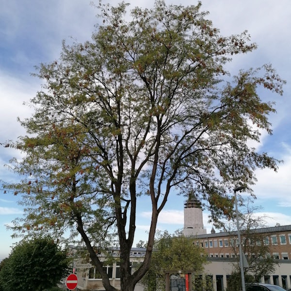 Gleditschie