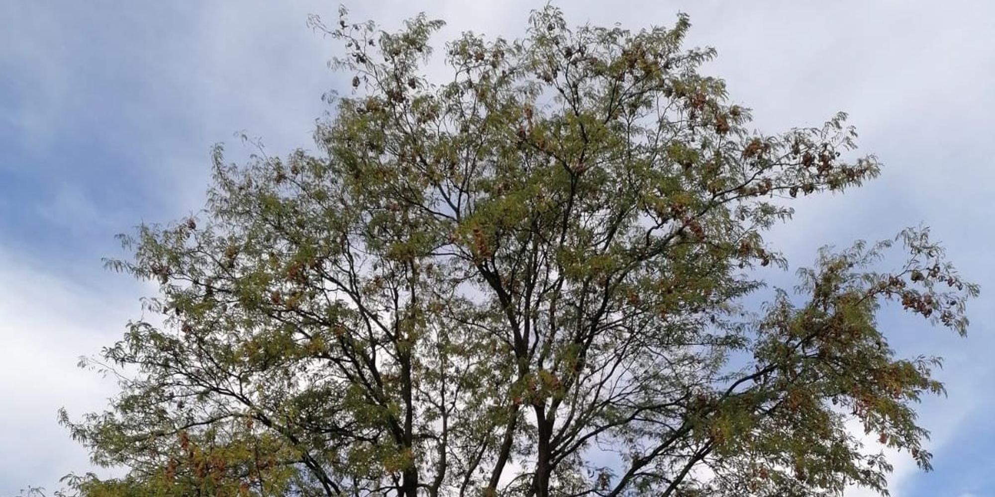 Gleditschie