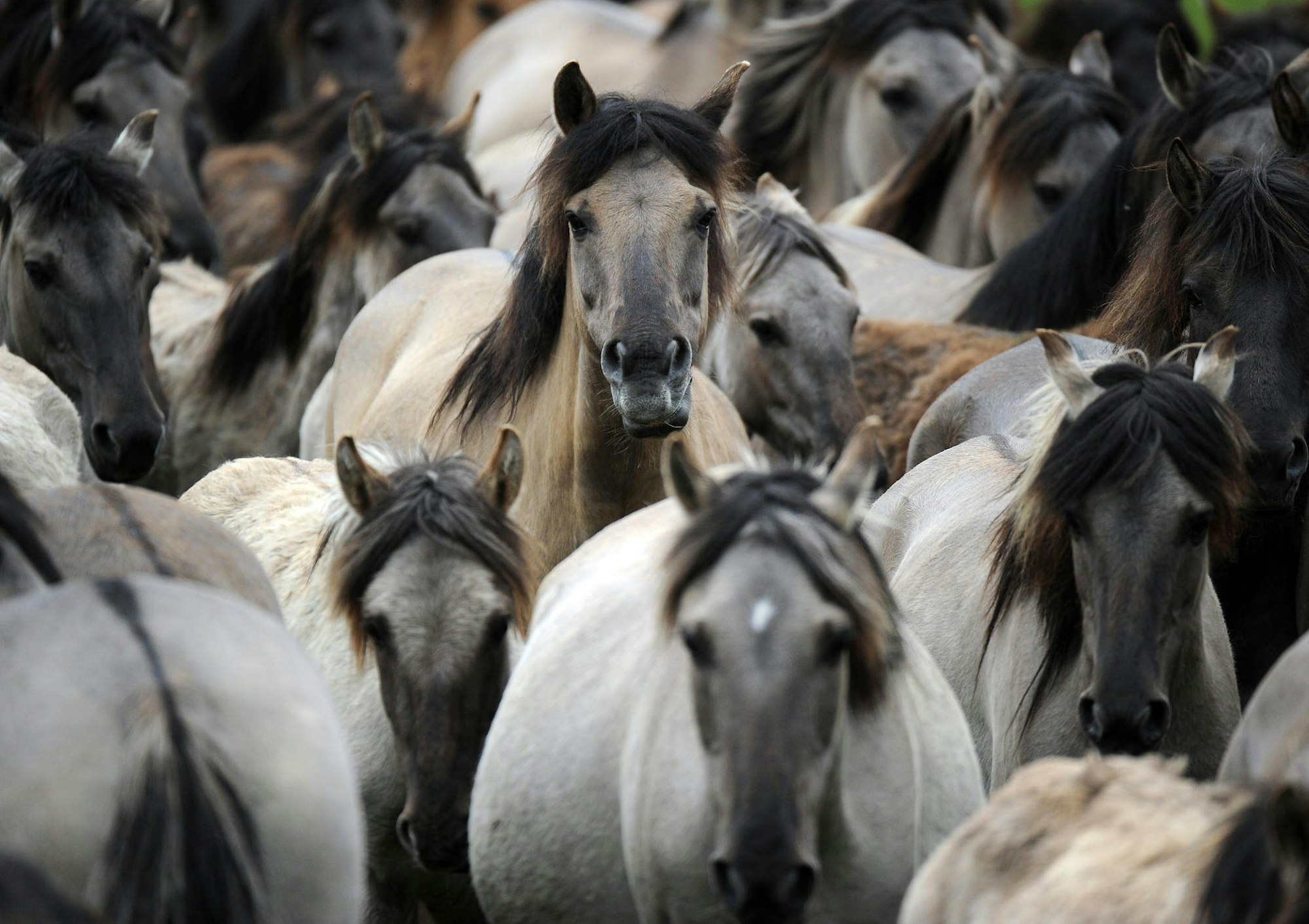 Wildpferde in Dülmen