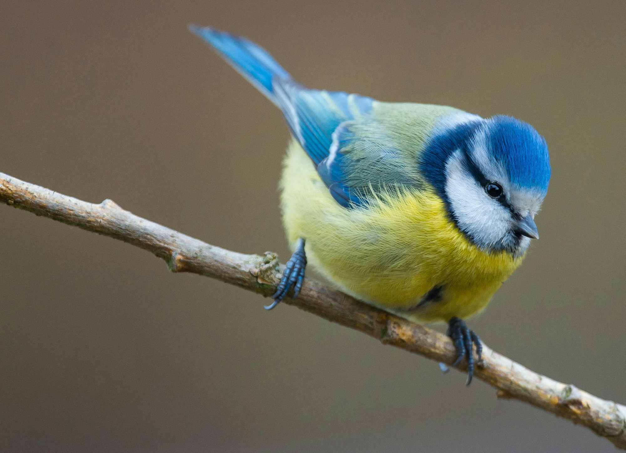 Blaumeise