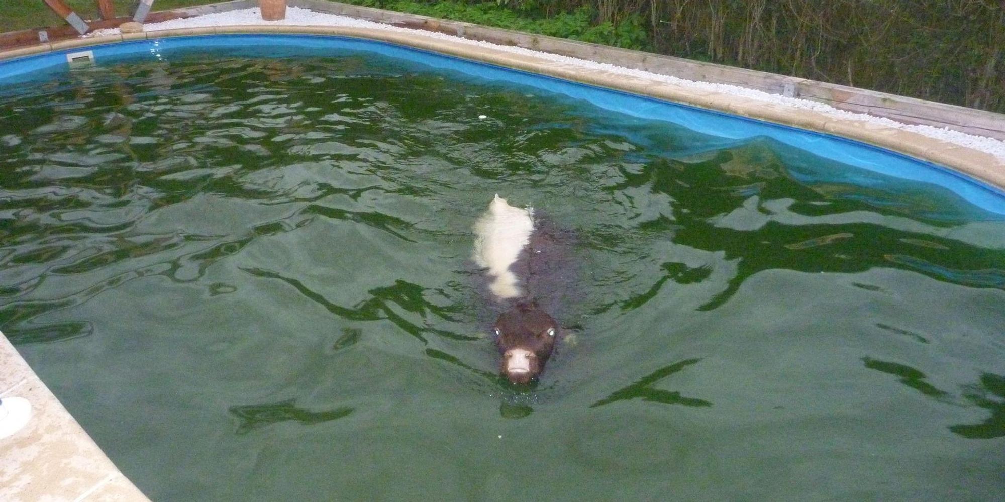 Kuh Pool
