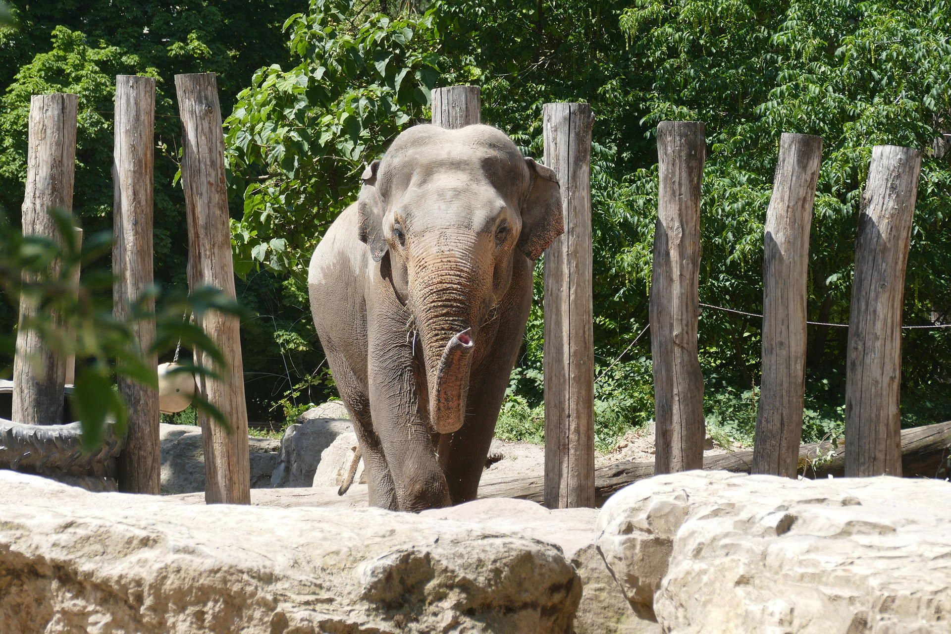 elefant tarak