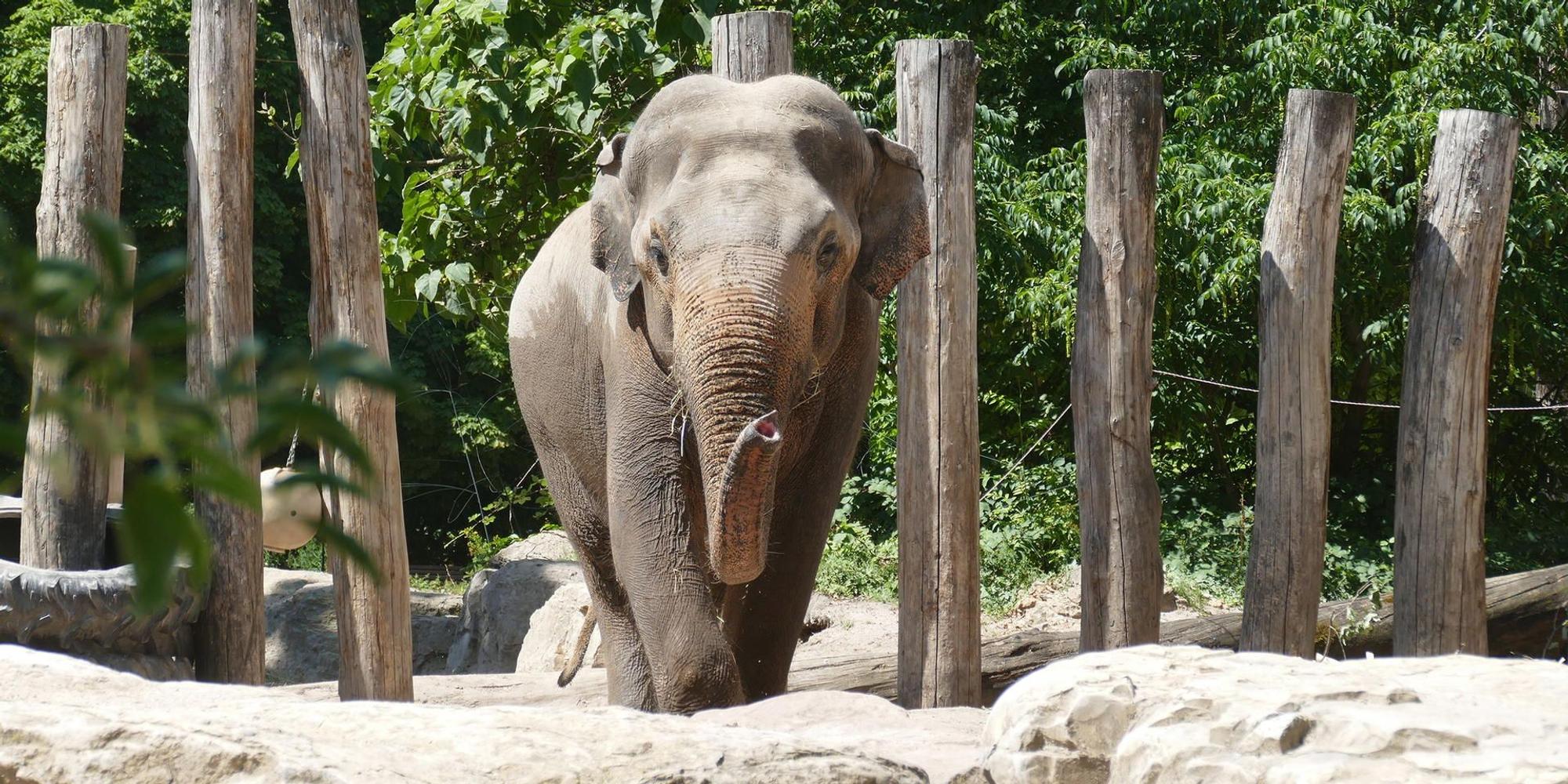 elefant tarak