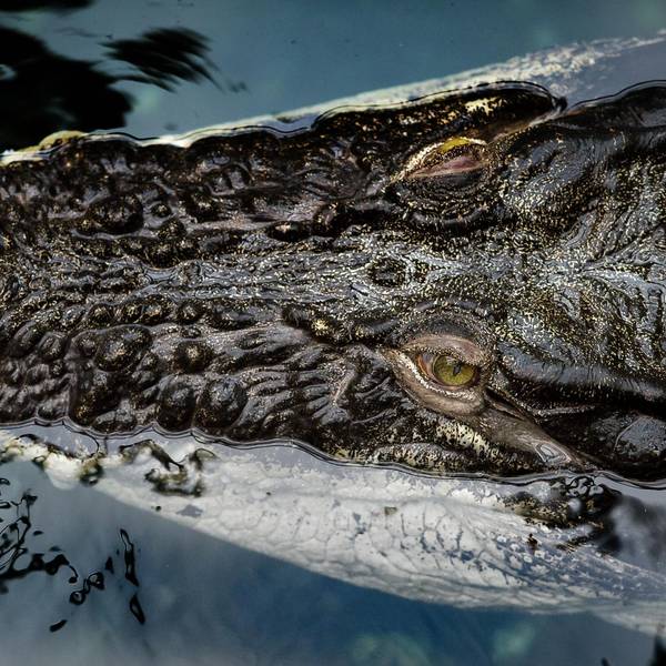 Krokodil