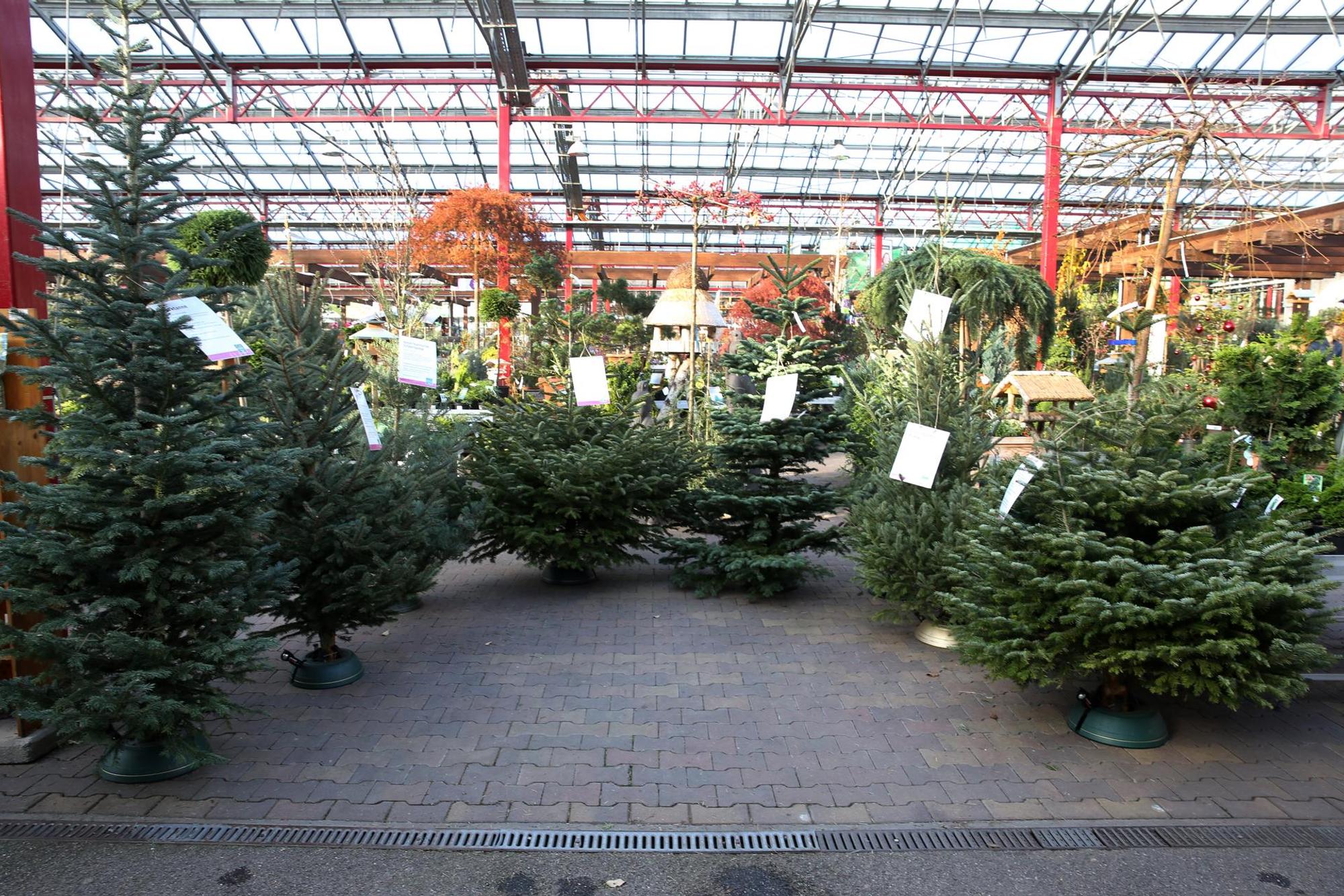 Weihnachtsbaum 8 Arten