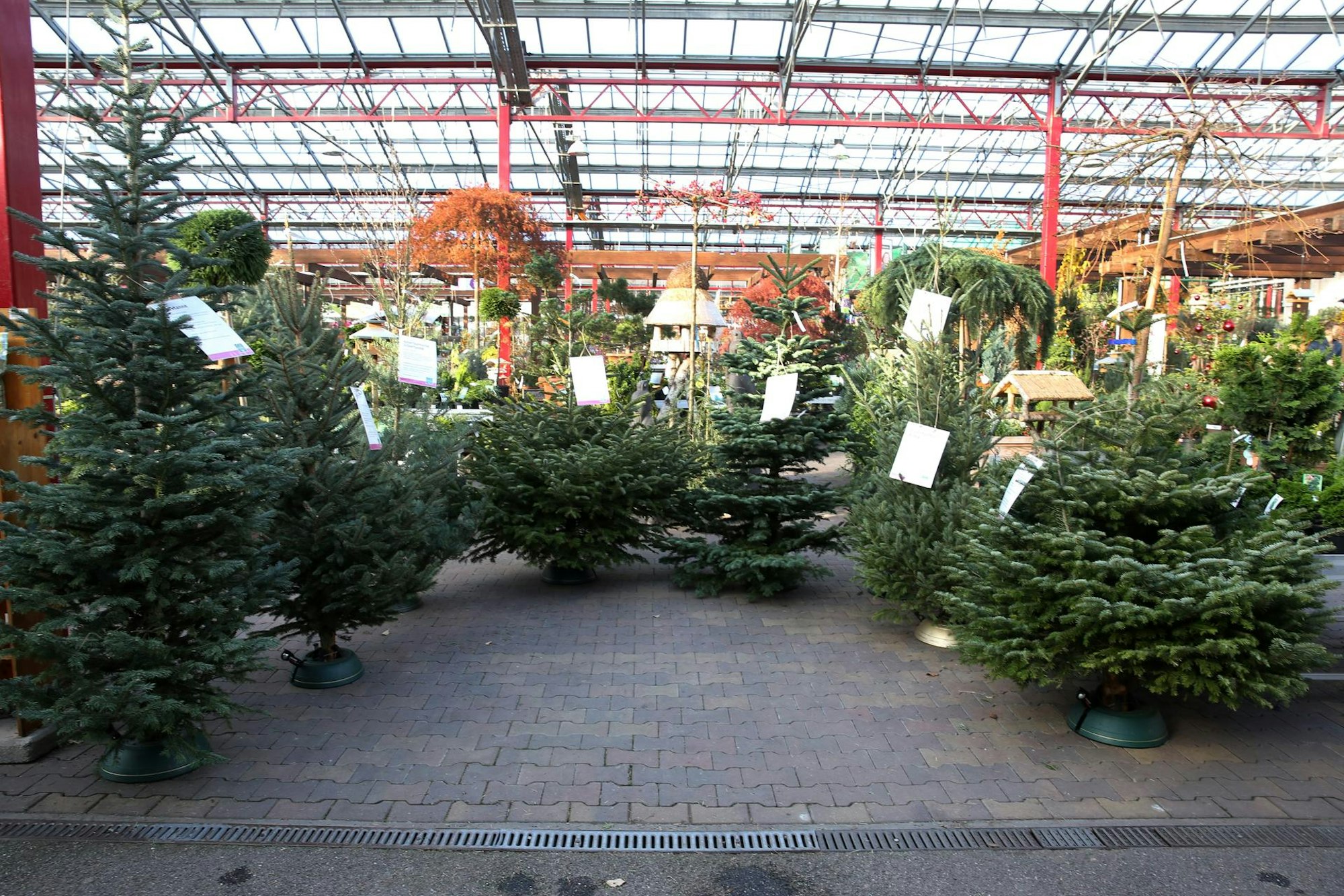 Weihnachtsbaum 8 Arten