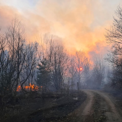 Tschernobyl Feuer Wald