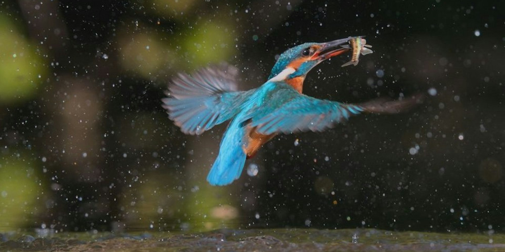 csm_8_Unser-Planet_2022_Eisvogel_Foto_Ian-Llewellyn_Silverback_Netflix_06411e867b