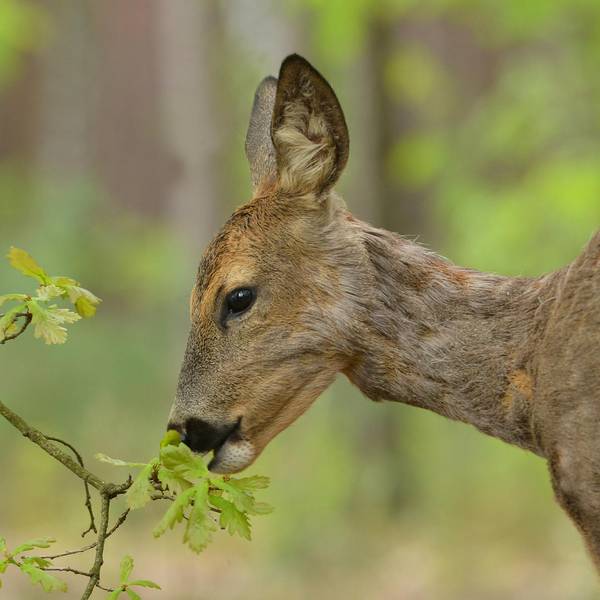 reh im Wald