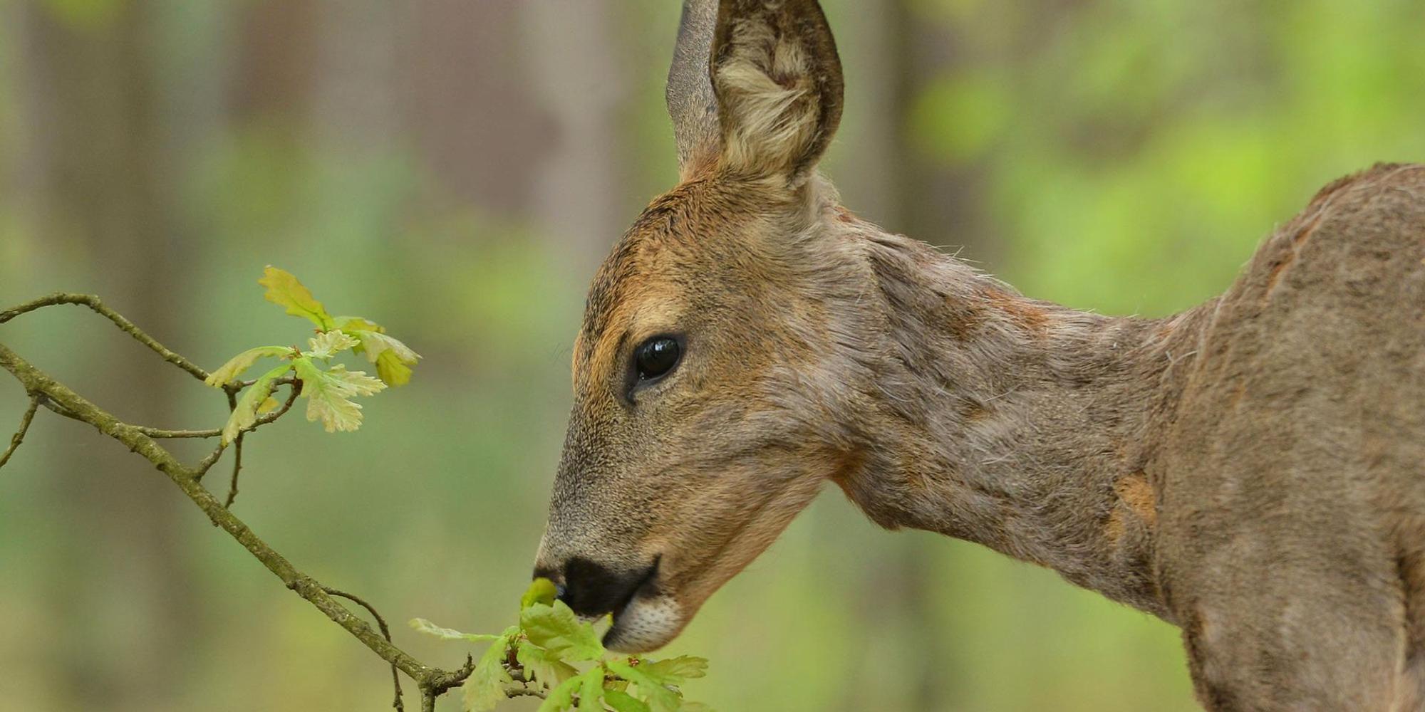 reh im Wald