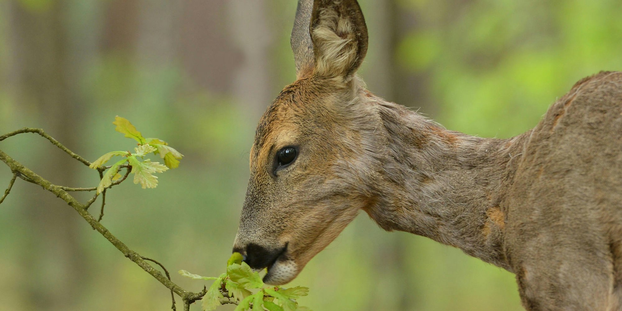 reh im Wald