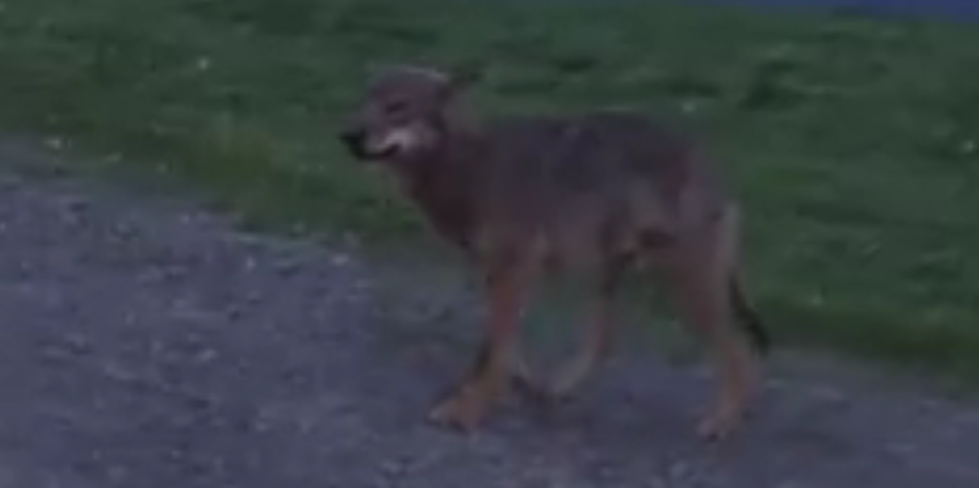 Wolf