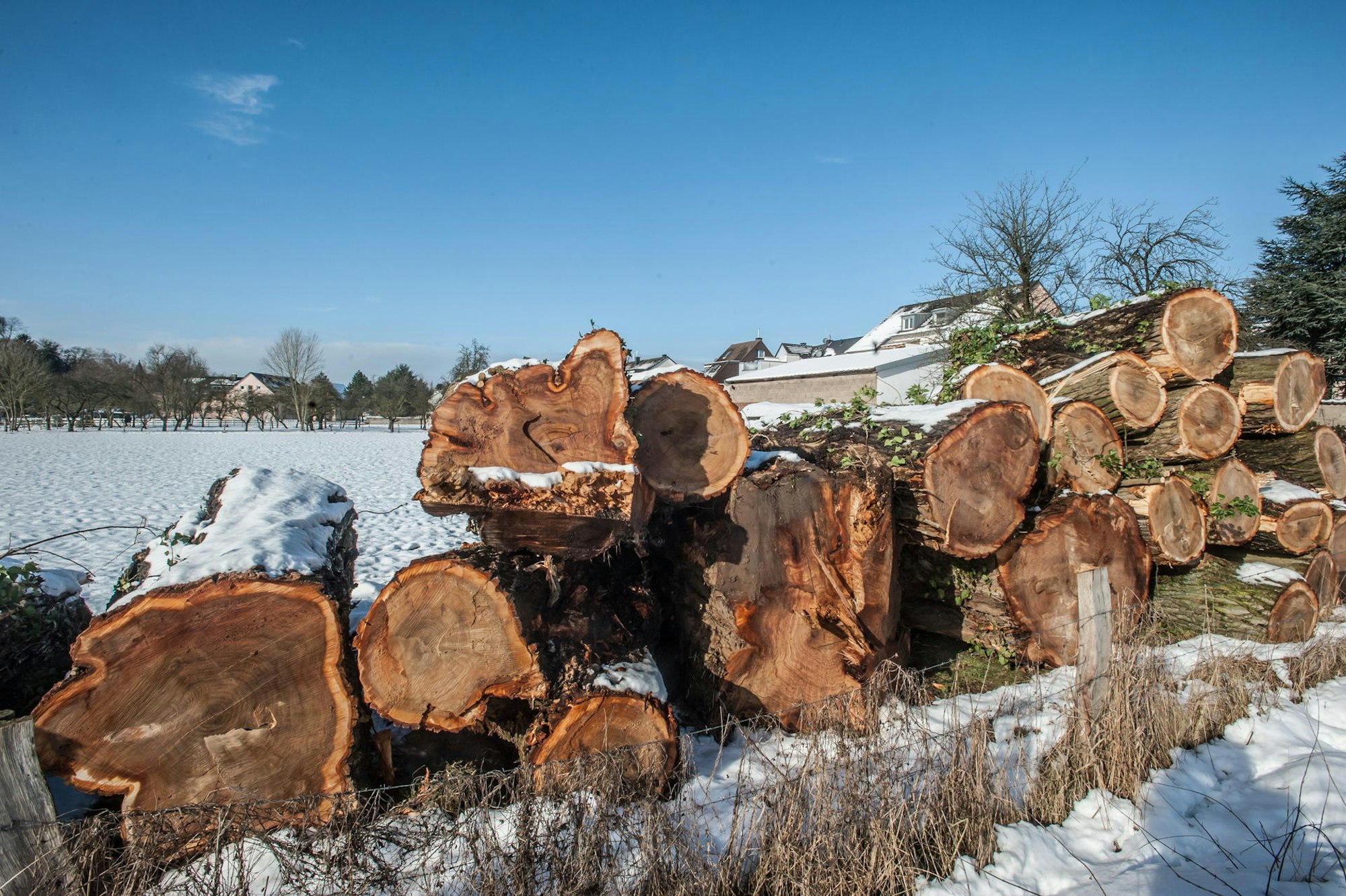 leverkusen-pappeln-am-deich--ALF_1184