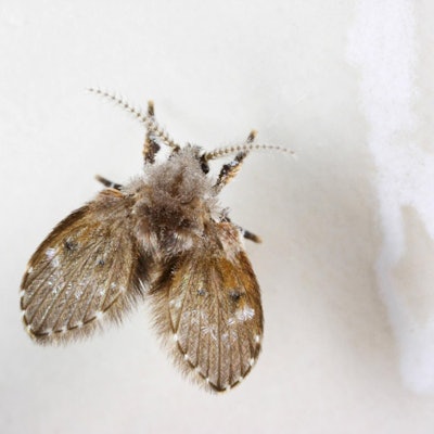 Abortfliege IMAGO 120822