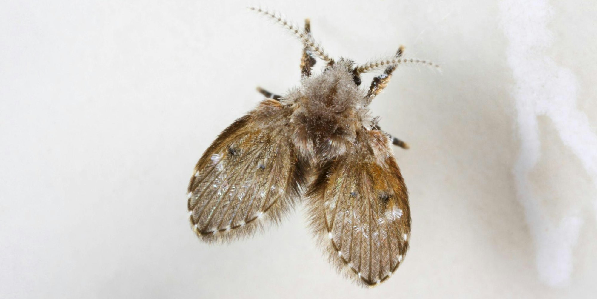 Abortfliege IMAGO 120822