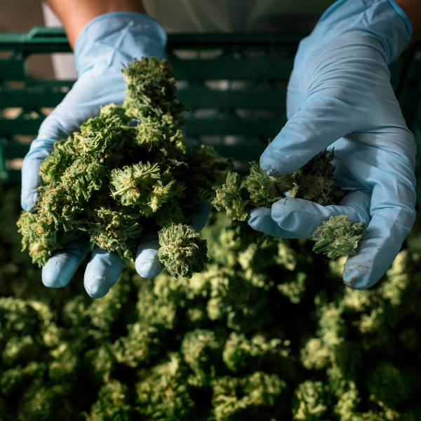 Cannabis