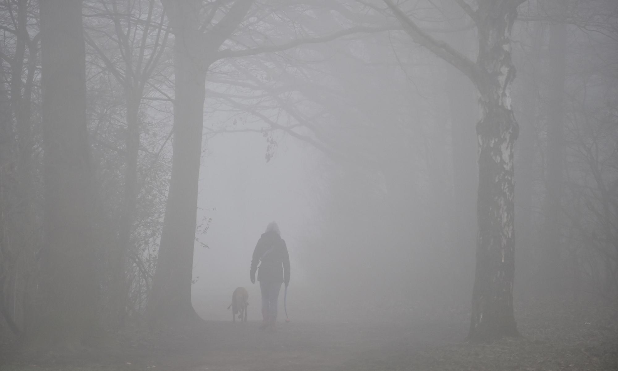 Truebe_Tage_truebe_Nebel_Wald_dpa