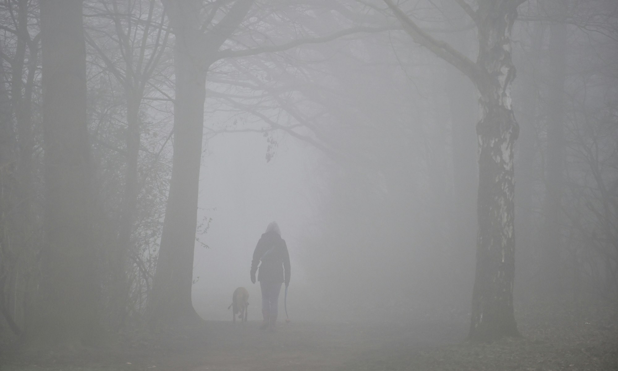 Truebe_Tage_truebe_Nebel_Wald_dpa