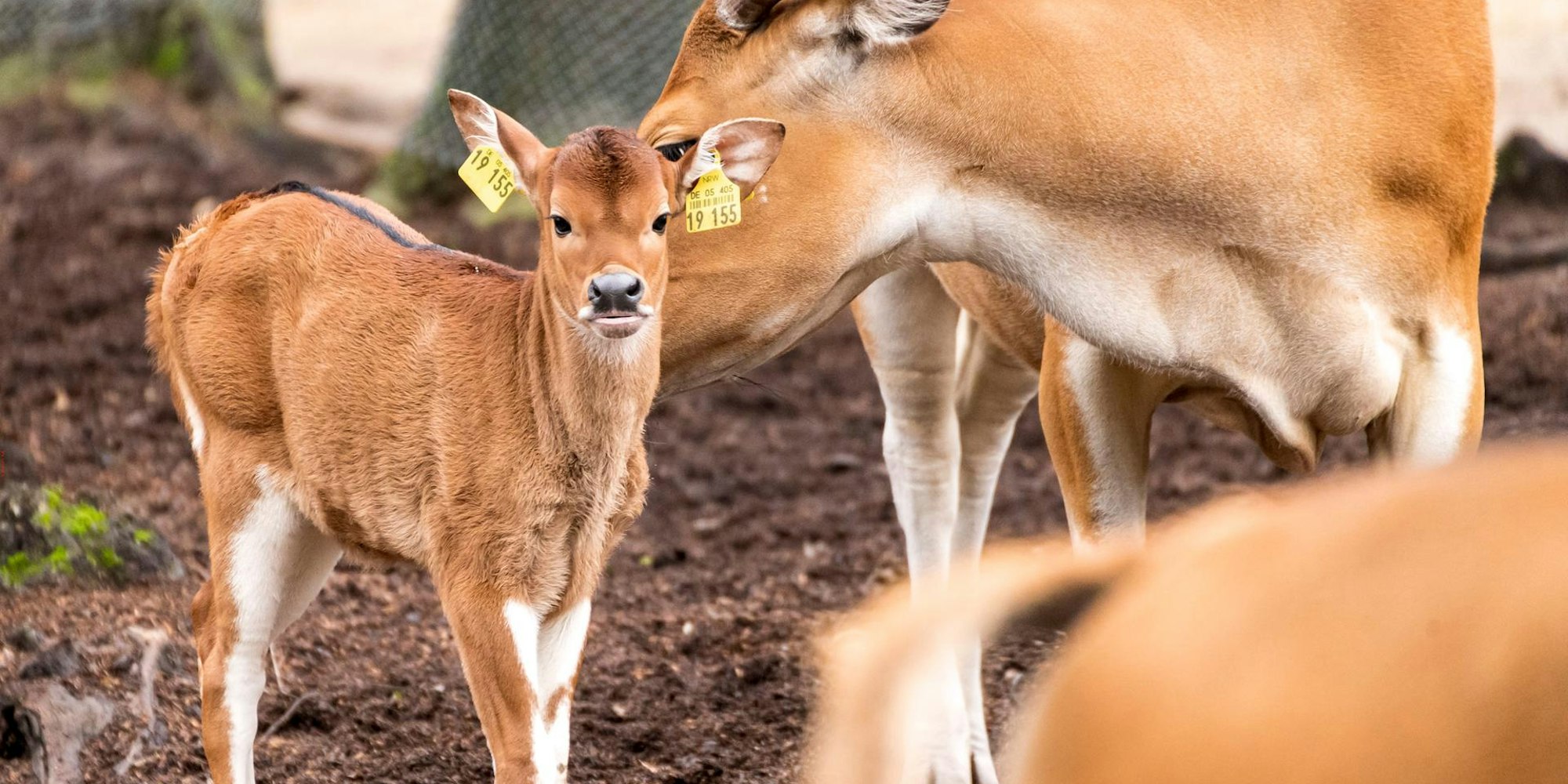 Zoo