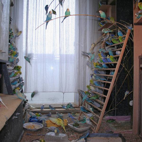 Animal Hoarding Wellensittiche