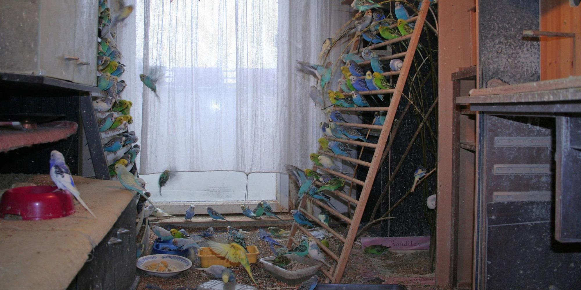 Animal Hoarding Wellensittiche