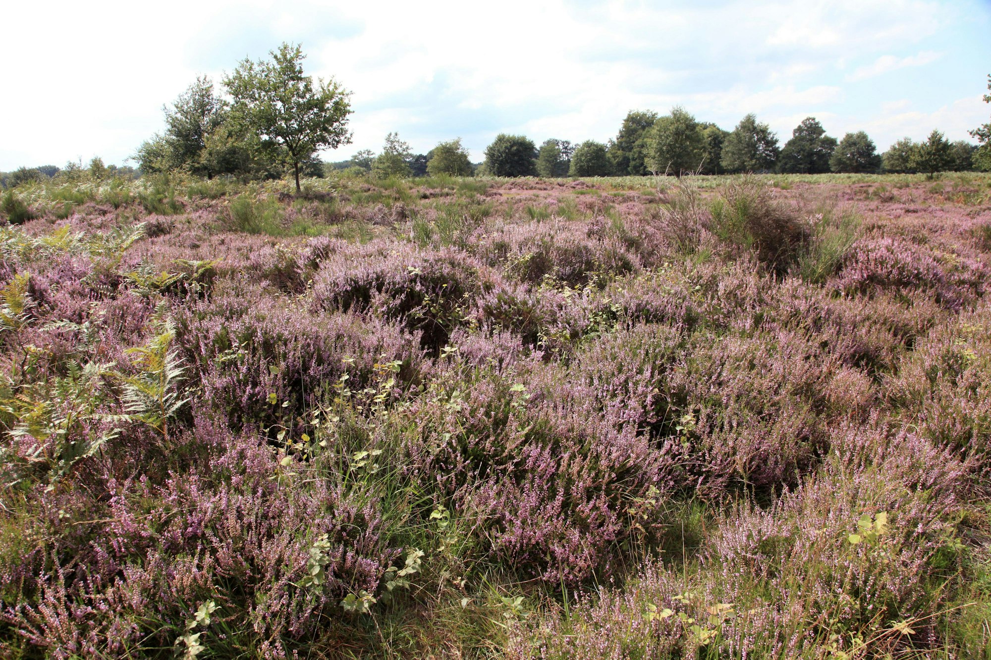 wahner heide neumann