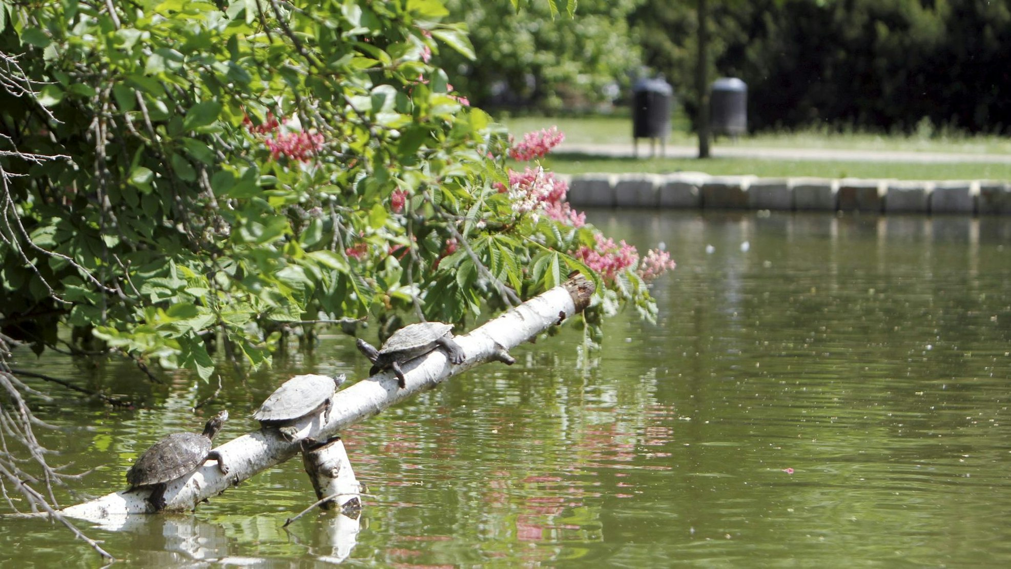 drei Schildkröten sitzen auf einem Baumstamm, der aus dem Wasser ragt